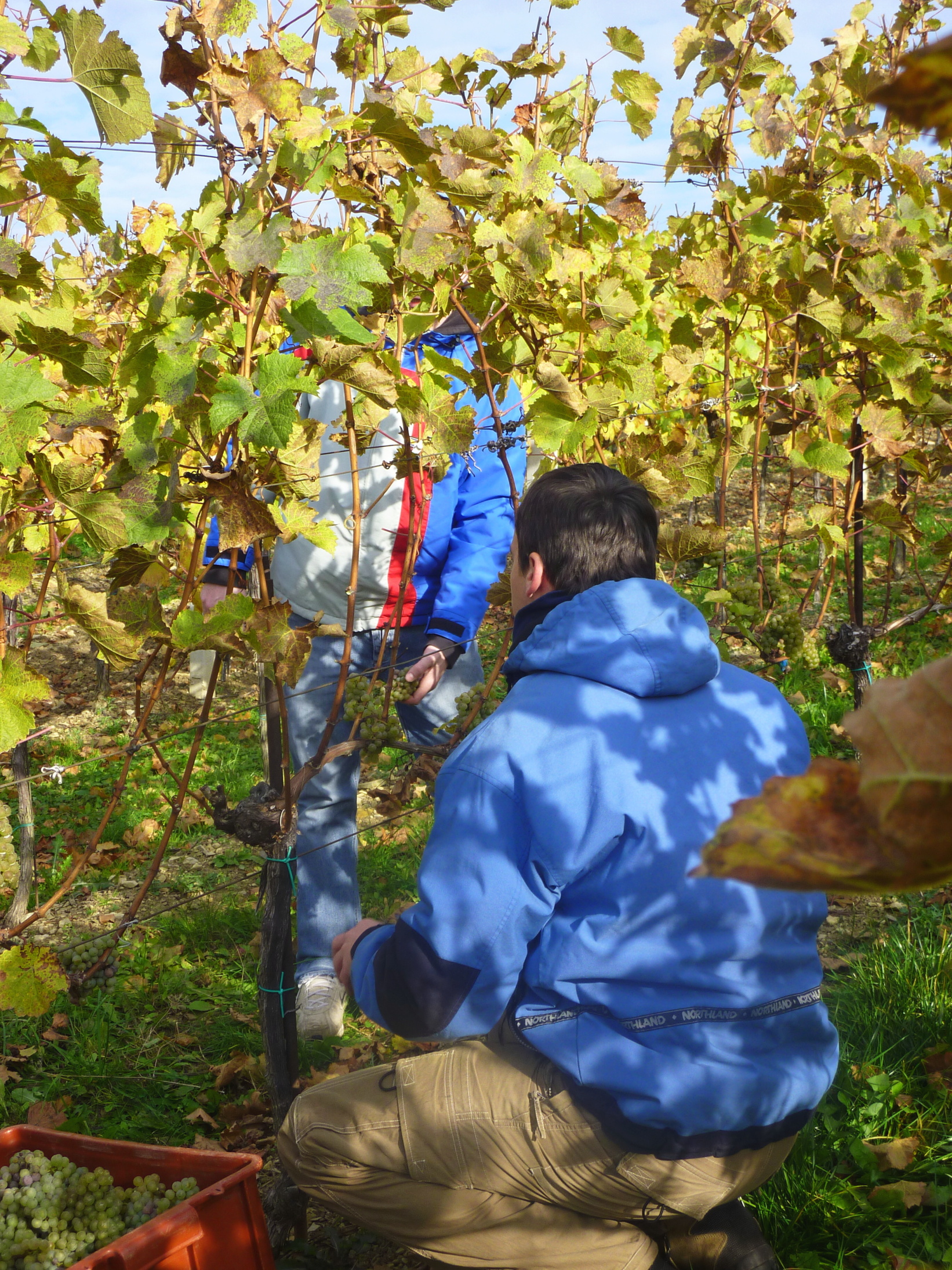 Vinobraní v blatnici 2010 (4) – kopie