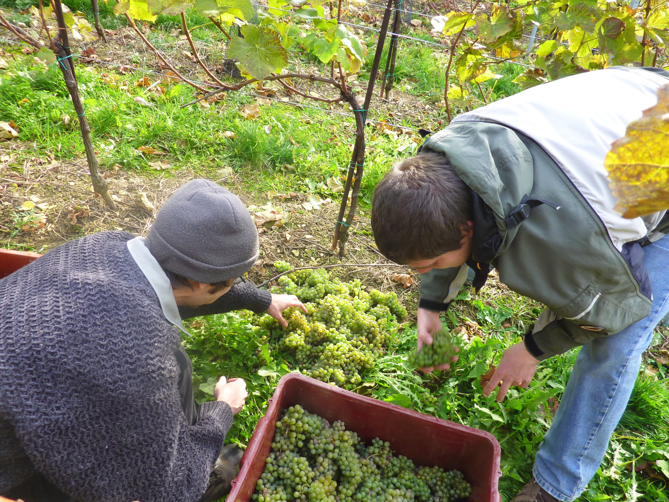 Vinobraní v blatnici 2010 (10) – kopie