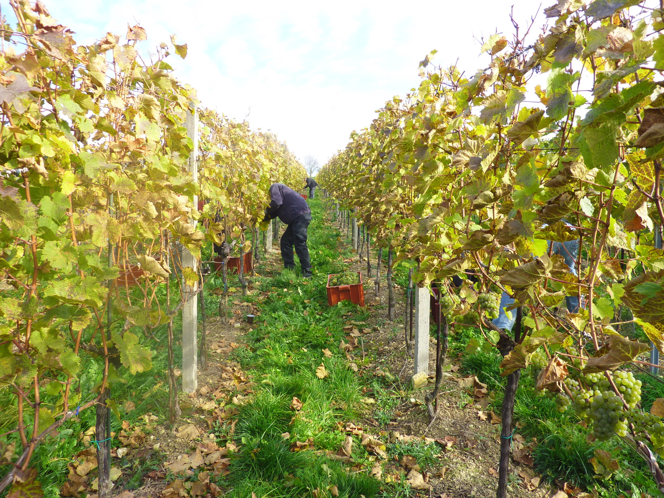 Vinobraní v blatnici 2010 (12) – kopie