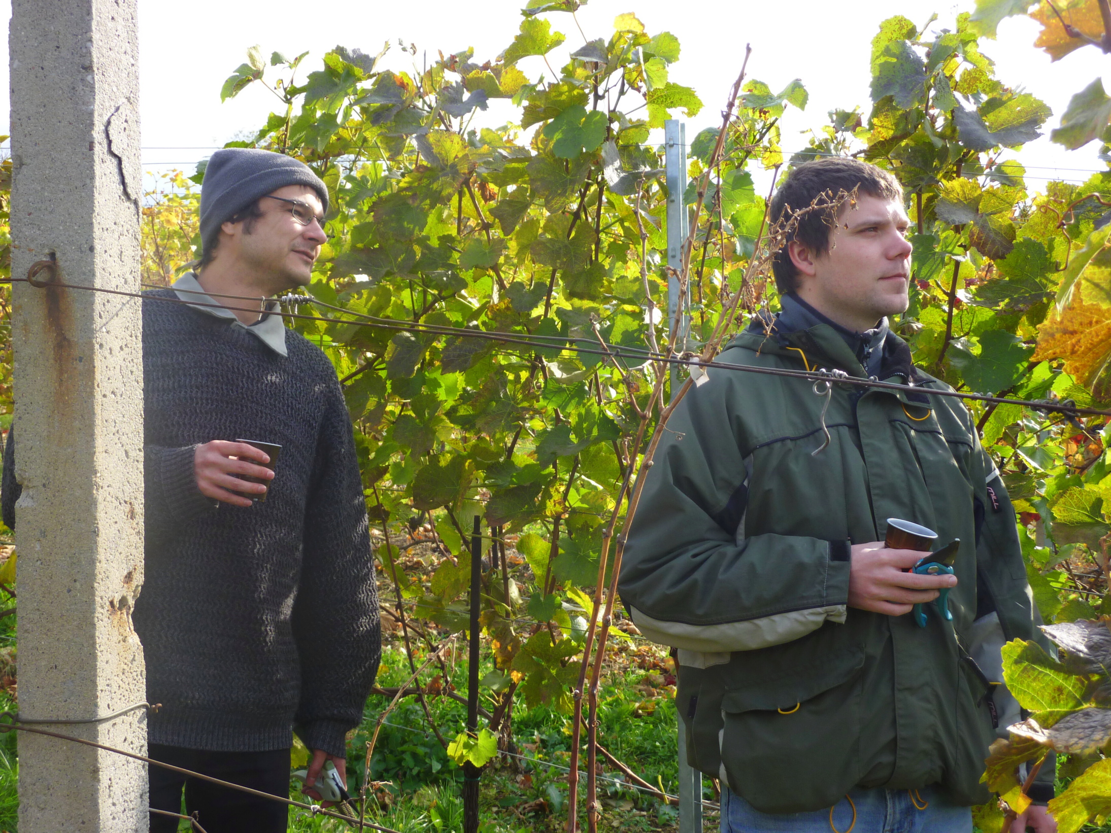 Vinobraní v blatnici 2010 (3) – kopie