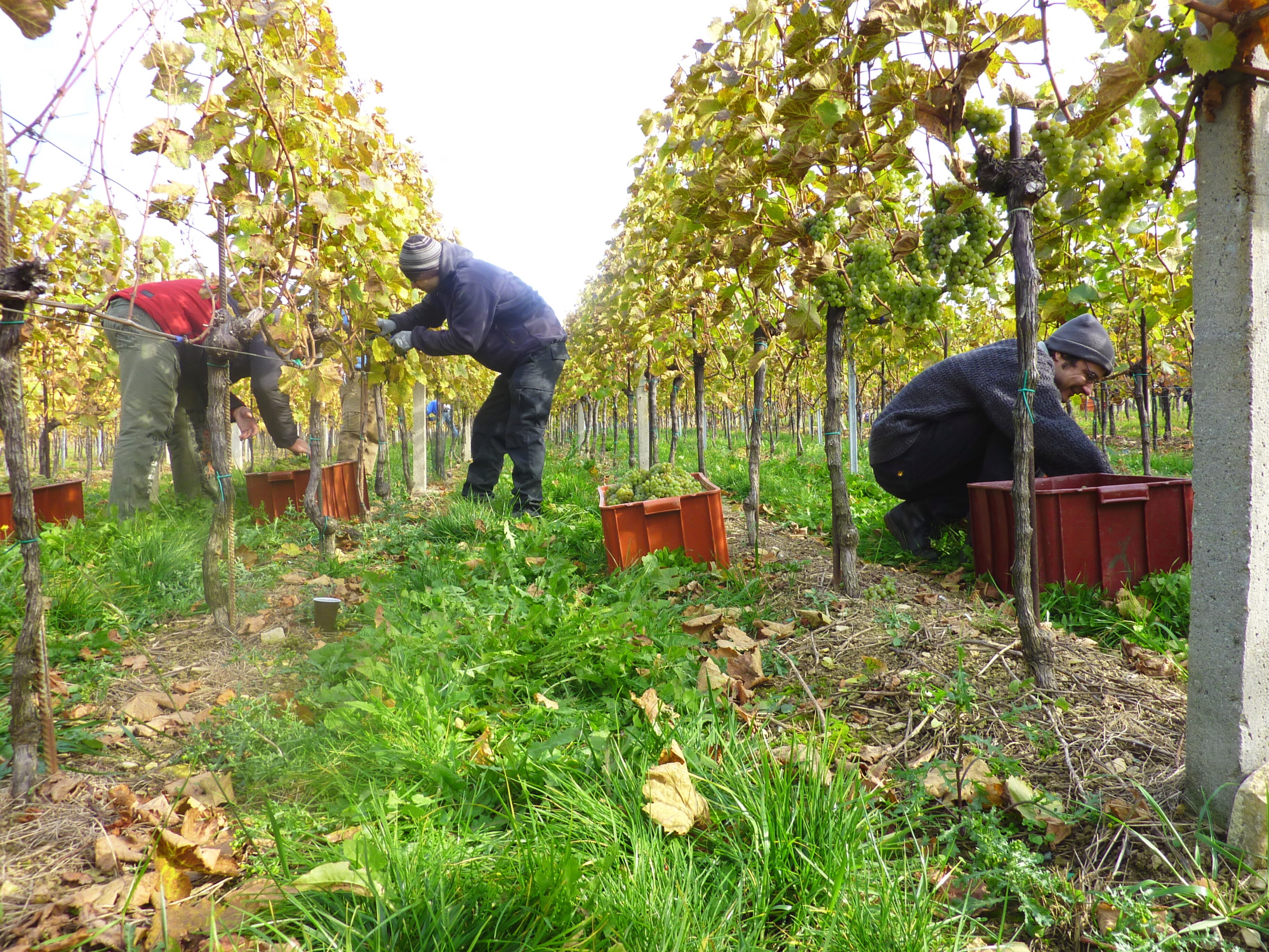 Vinobraní v blatnici 2010 (11) – kopie