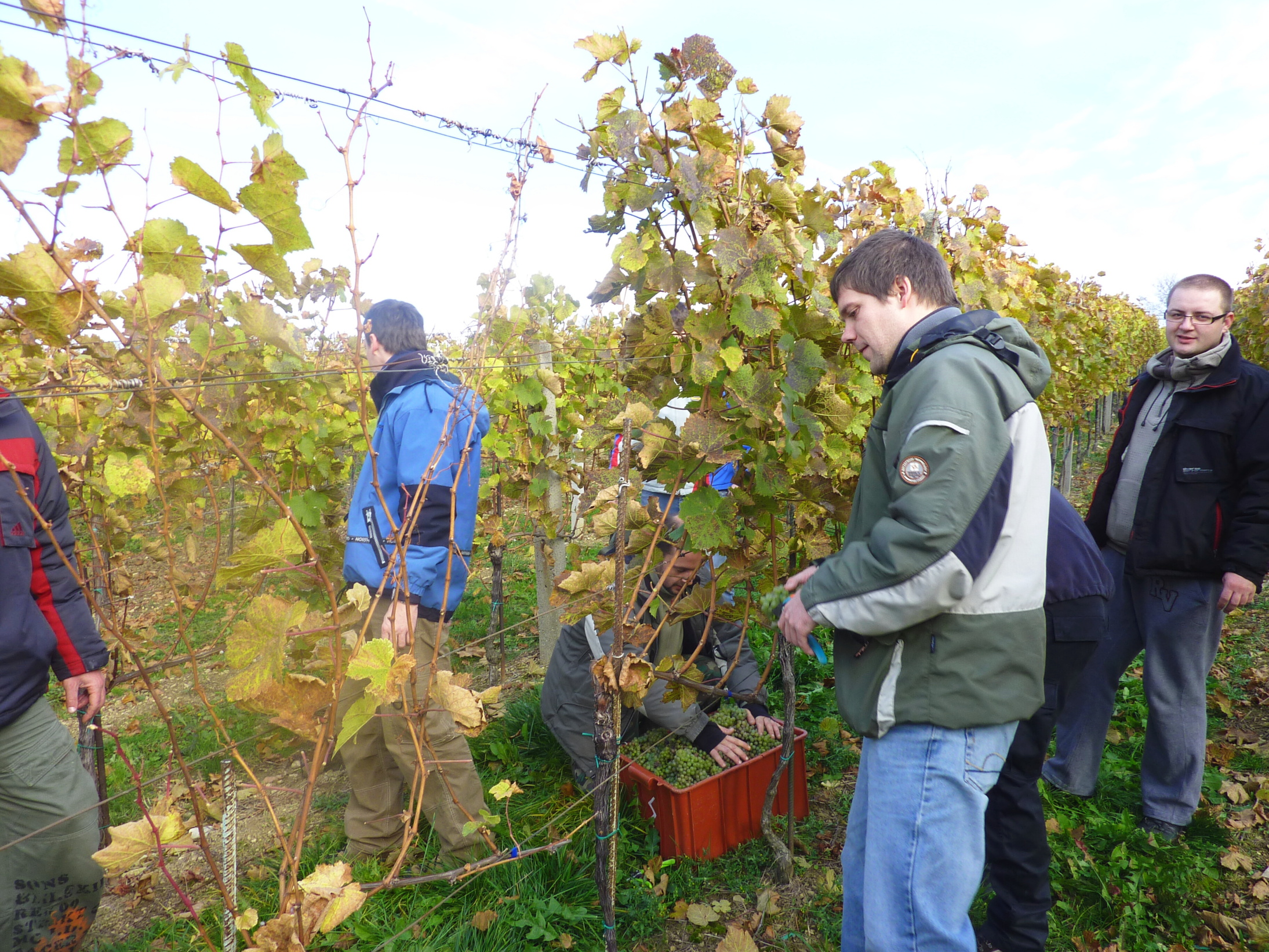 Vinobraní v blatnici 2010 (13) – kopie