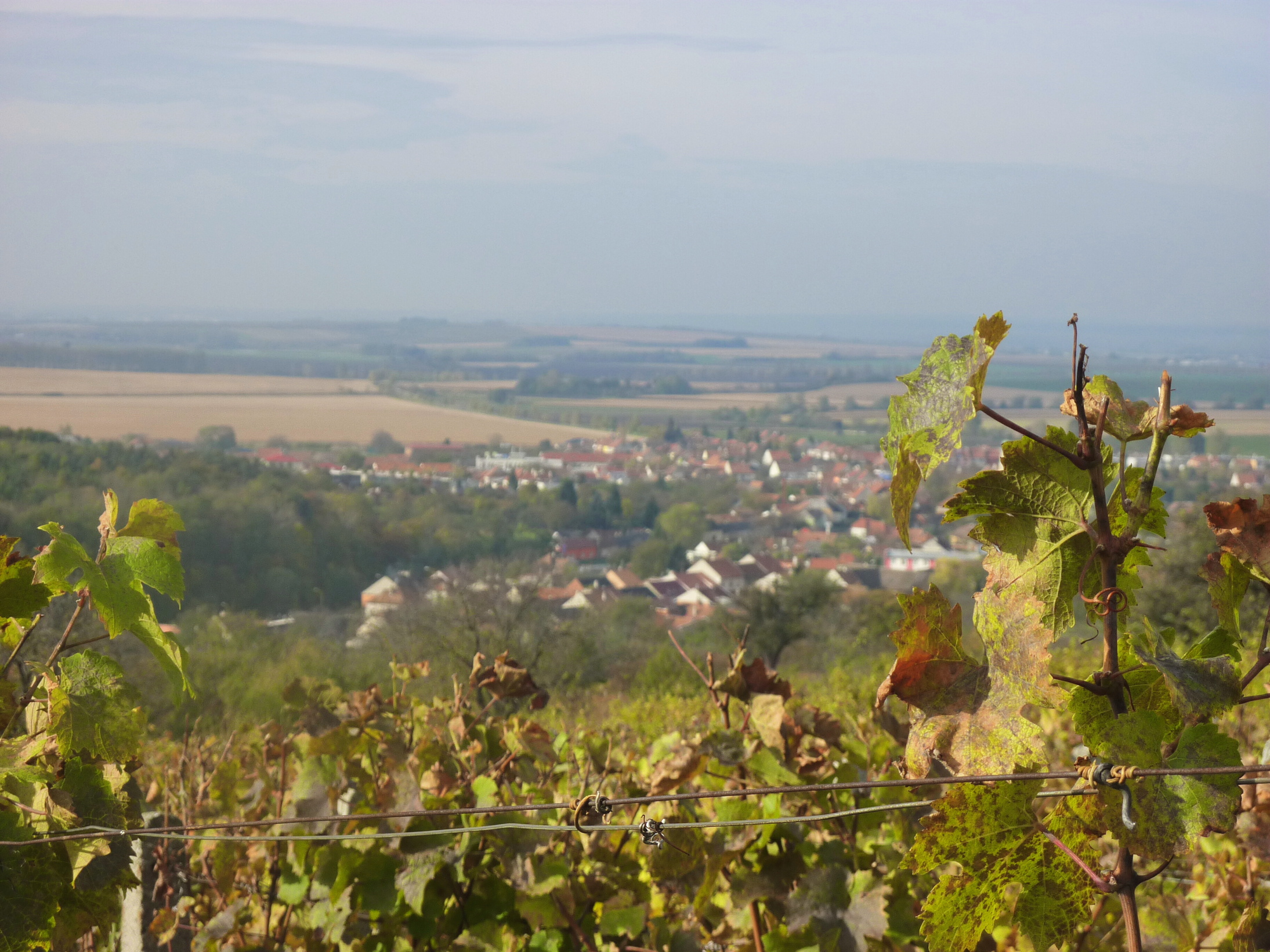 Vinobraní v blatnici 2010 (6) – kopie