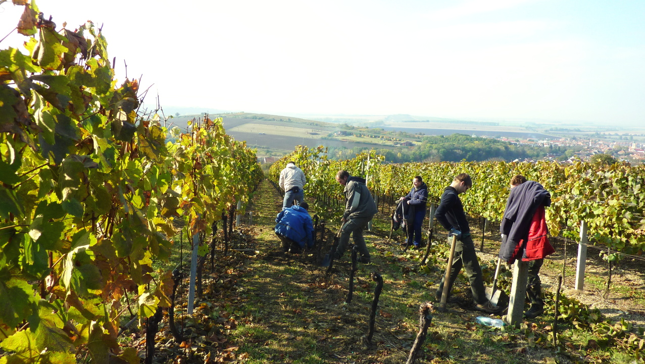 Vinobraní v Blatnici 22.10. 2011 (21)