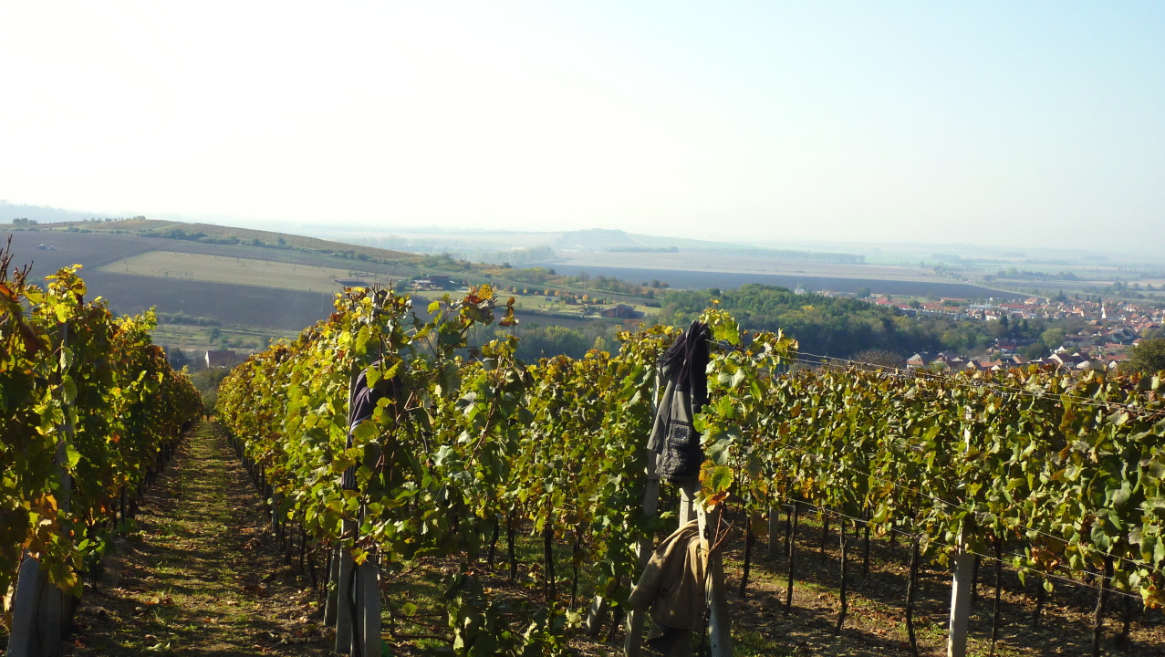 Vinobraní v Blatnici 22.10. 2011 (30)