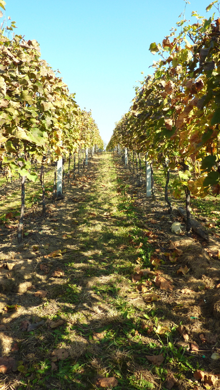 Vinobraní v Blatnici 22.10. 2011 (34)