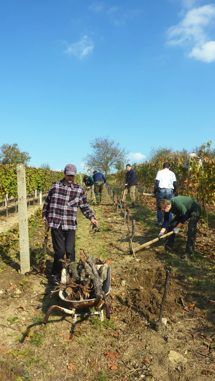 Vinobraní v Blatnici 22.10. 2011 (38)