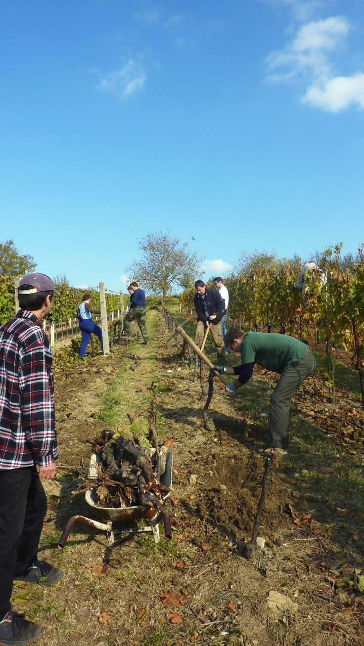 Vinobraní v Blatnici 22.10. 2011 (40)