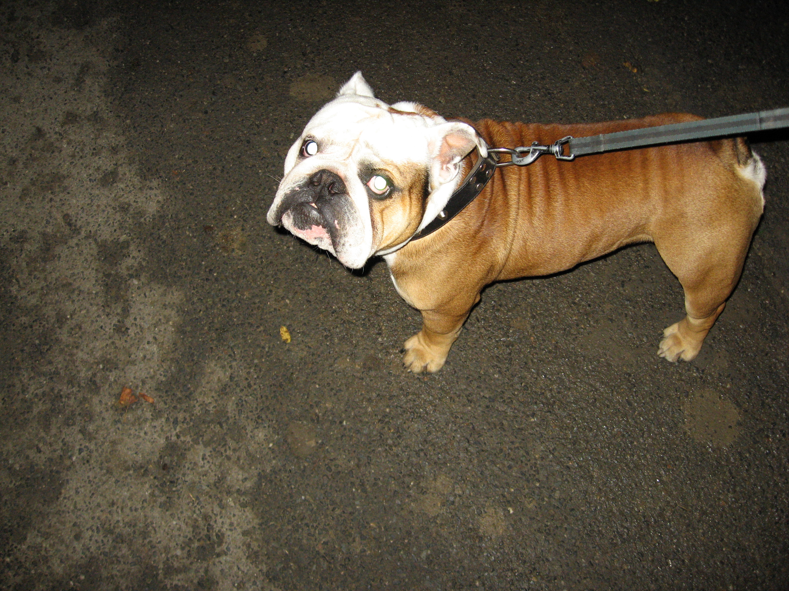 Vinobraní v Blatnici 10.10. 09 001 (11).jpg
