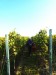 Vinobraní v Blatnici 22.10. 2011 (4)