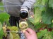 Vinobraní v Blatnici 10.10. 09 001 (2).jpg